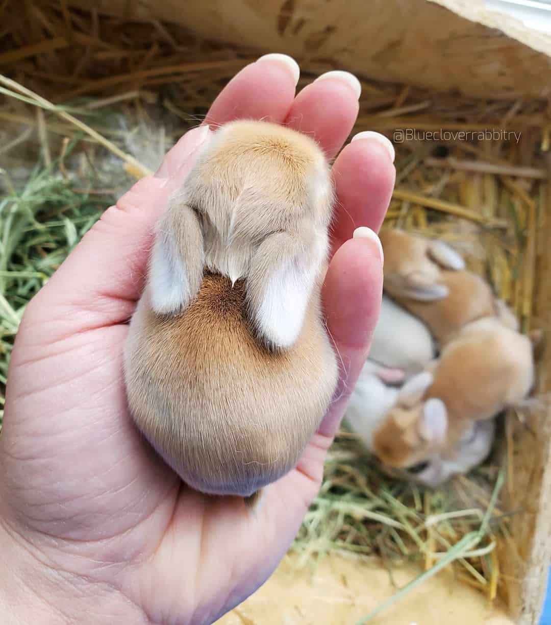softest entry in our tiny animals gallery: a view from behind of a fuzzy baby bunny sitting in a palm, showing off its tiny ears and round, fluffy body.