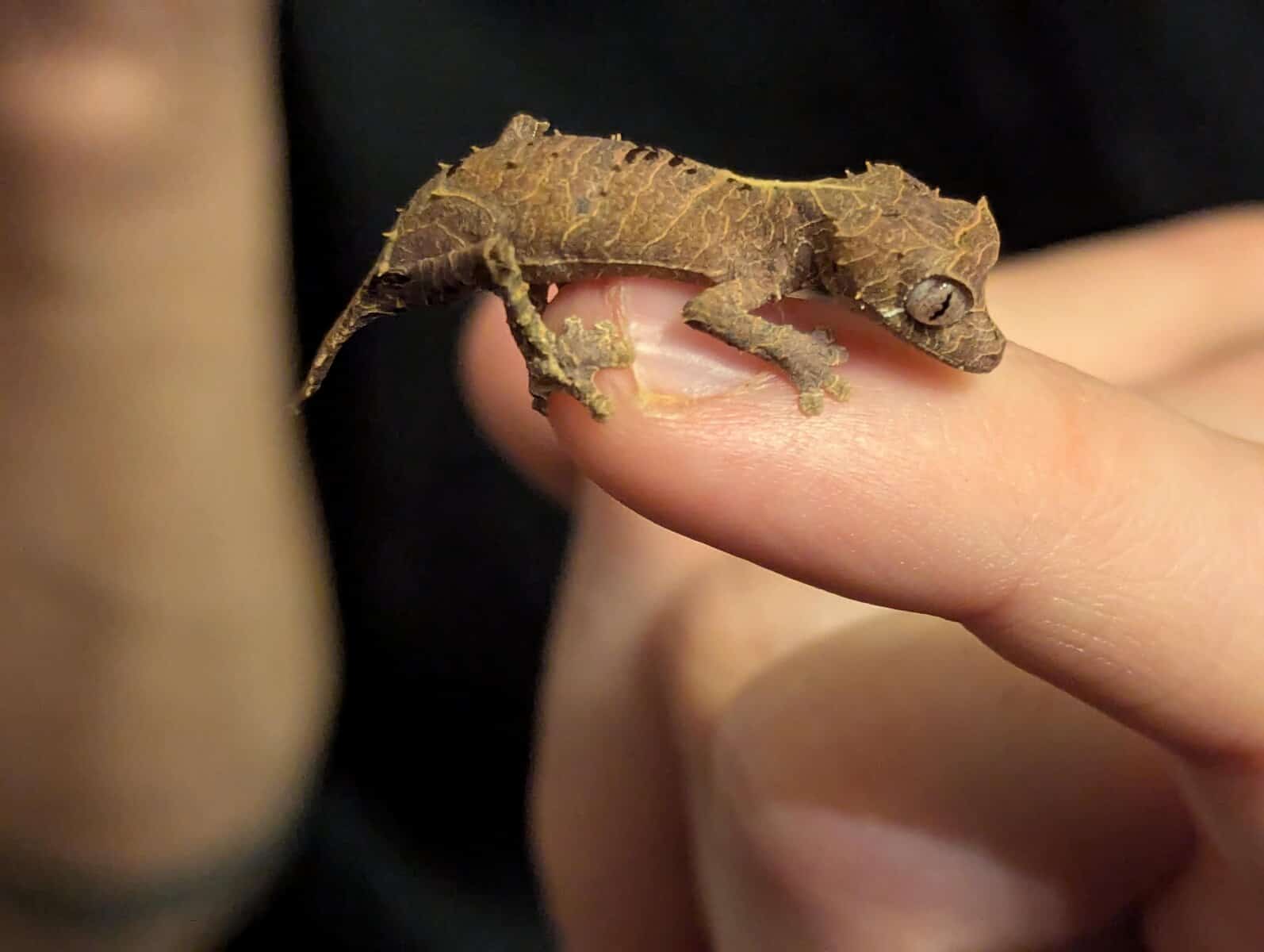 master of disguise, this cute tiny animal is a miniature leaf-tailed gecko that looks exactly like a dried bit of bark as it clings to a person's fingertip.