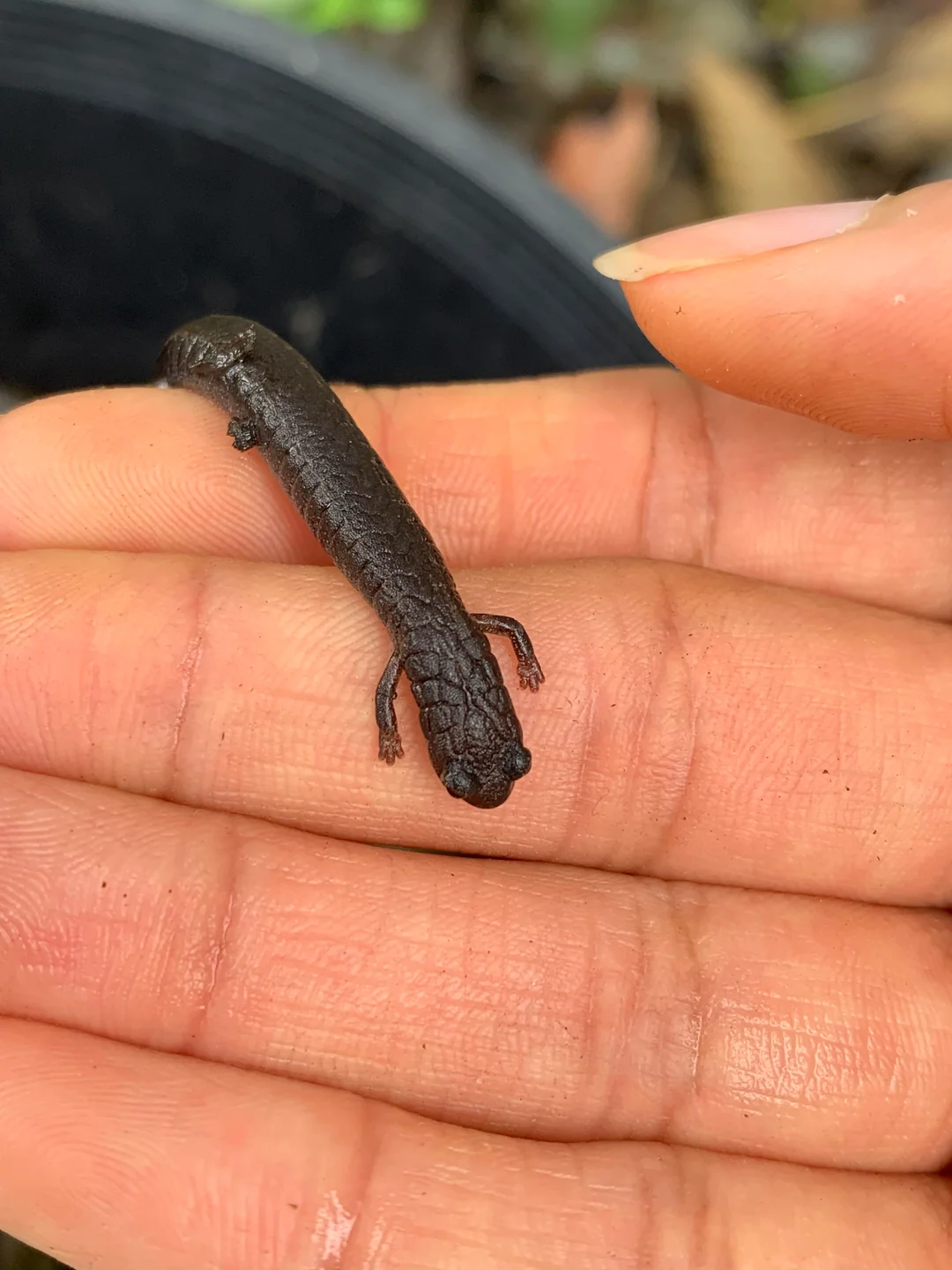 dark-colored salamander crawls across a person's fingers, a fascinating and cute tiny animal found during a backyard nature exploration