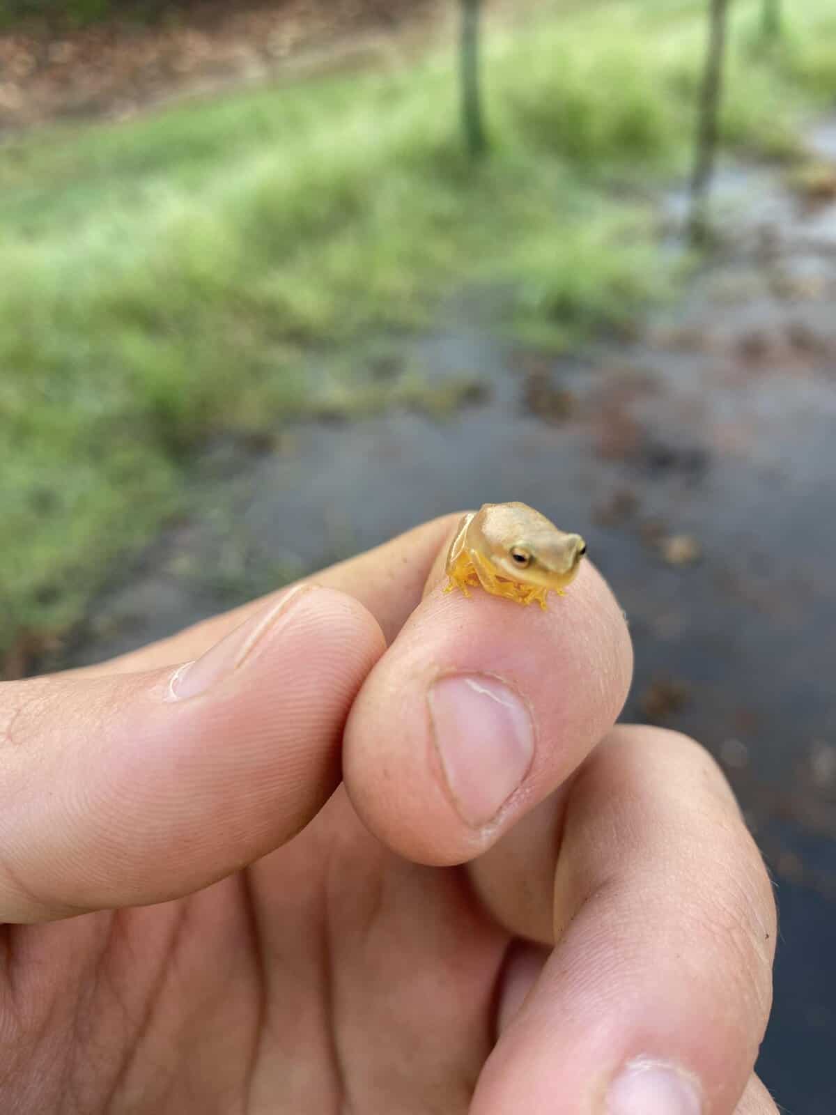 Perched on a fingertip, this almost translucent yellow tree frog is a vibrant cute tiny animal that looks like a tiny gem against a blurred natural background.