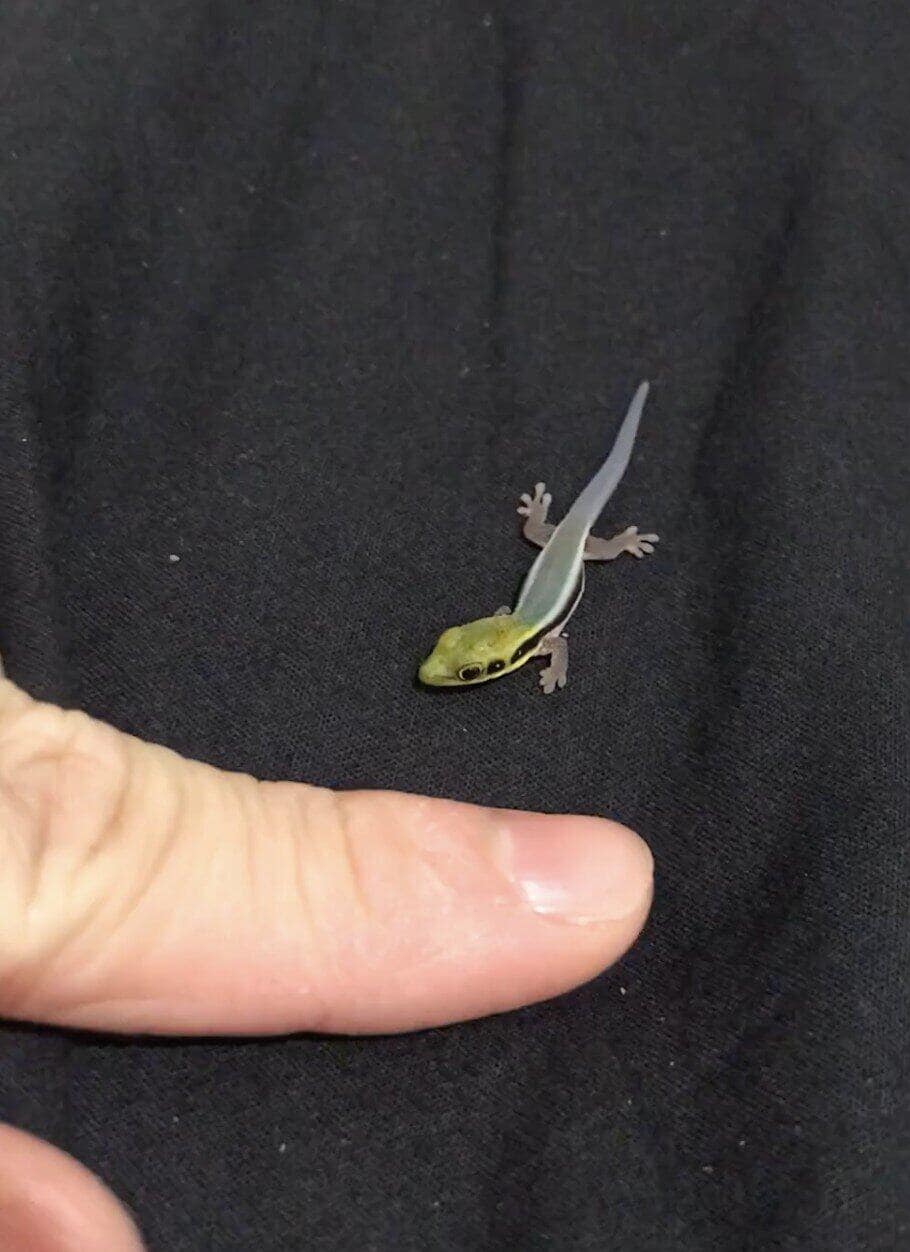 A miniature green gecko with a long, slender tail clings to a black t-shirt, appearing as a delicate cute tiny animal when compared to the size of a human finger for scale.