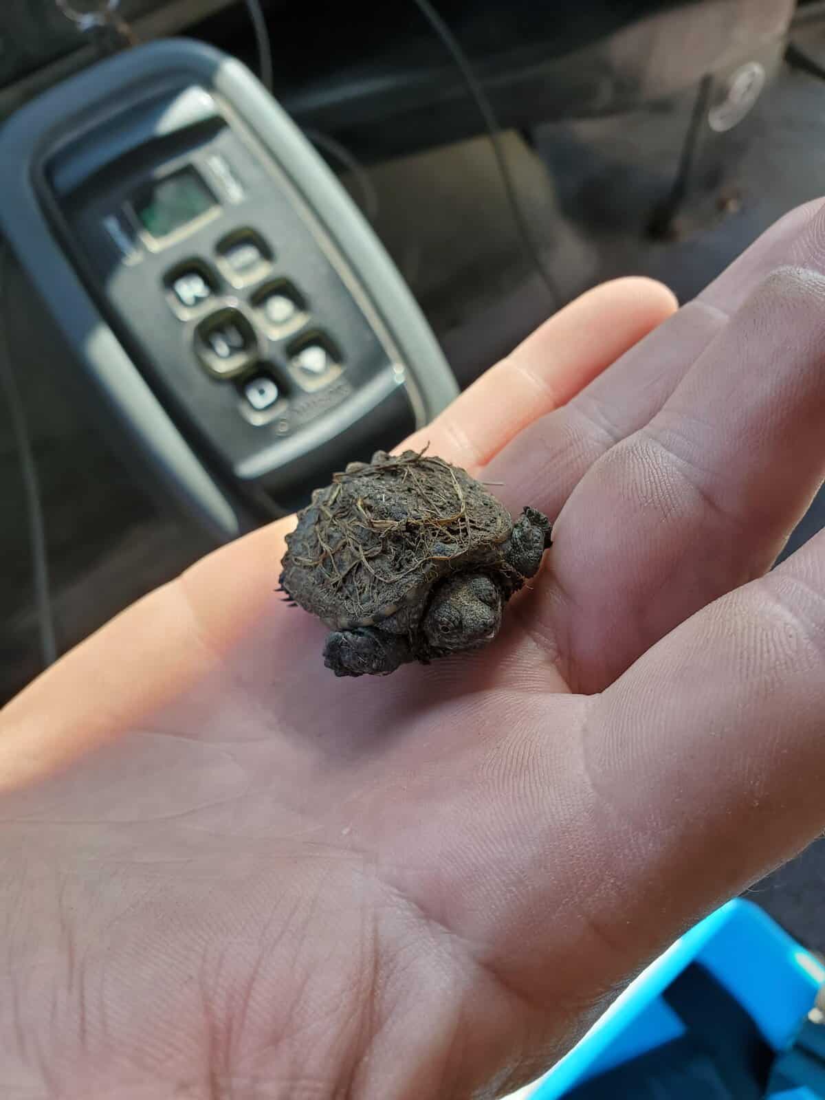 baby snapping turtle with a muddy shell rests in a person's palm, proving that even the world's tougher creatures start as a cute tiny animal before they grow into their shells