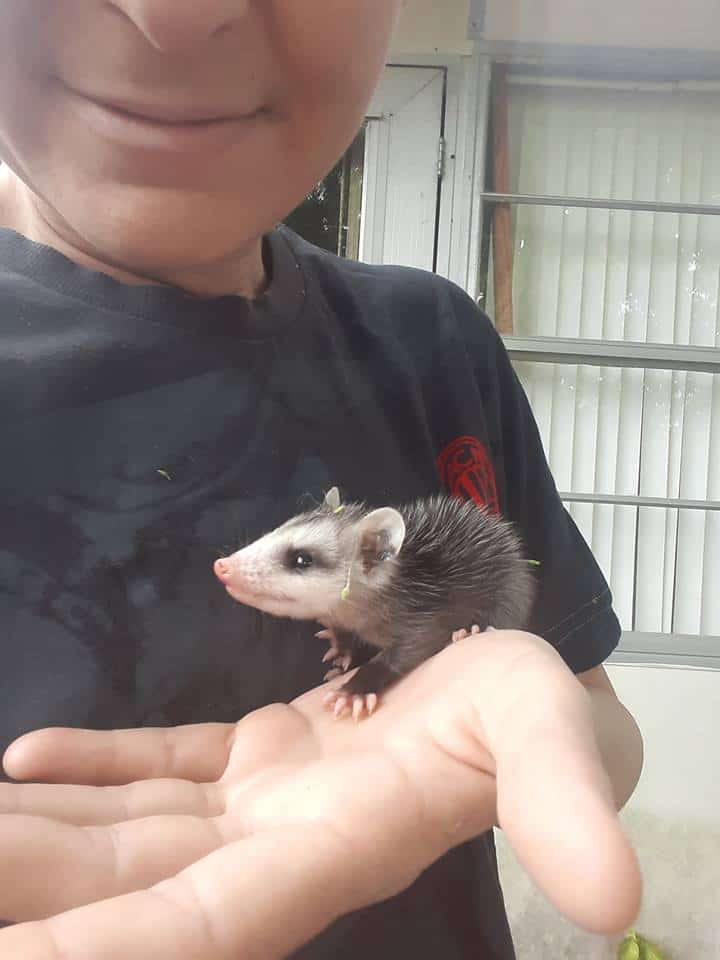 person smiles while holding a baby opossum, showing off the surprisingly sweet face of this cute tiny animal as it explores the safety of a human hand.