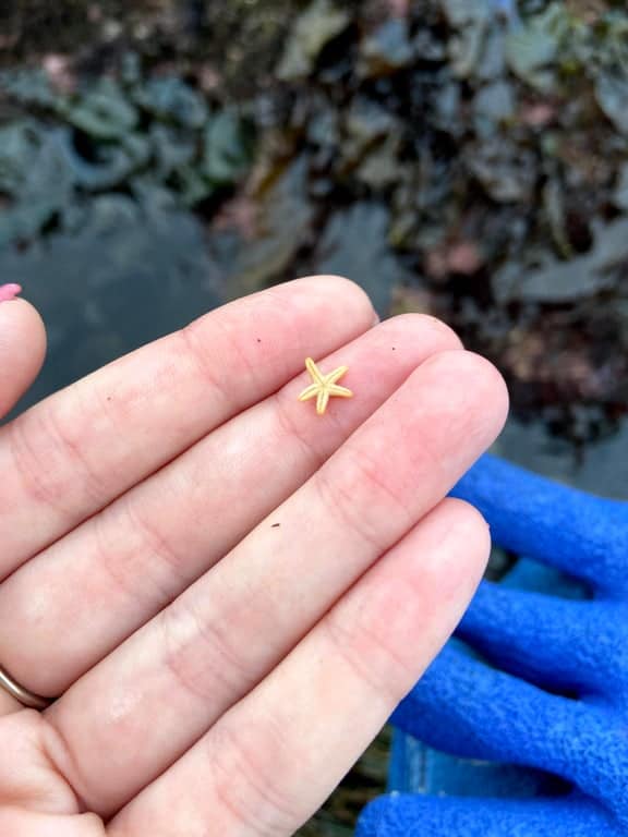incredibly small, five-pointed orange starfish sits on a finger, representing the wonders of the marine world in this gallery of tiny animals that fit in the palm of your hand