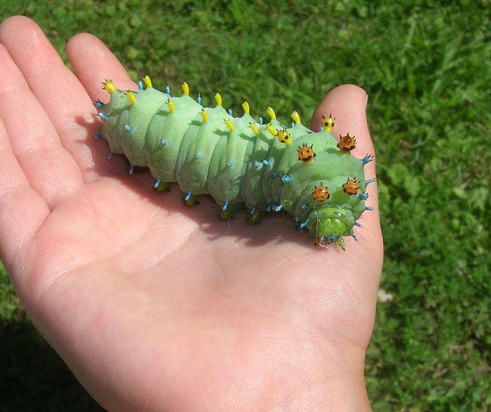 thick, bright green Cecropia moth caterpillar with colorful blue and yellow nodules sits in a palm, making for a fascinating and unique cute tiny animal entry.