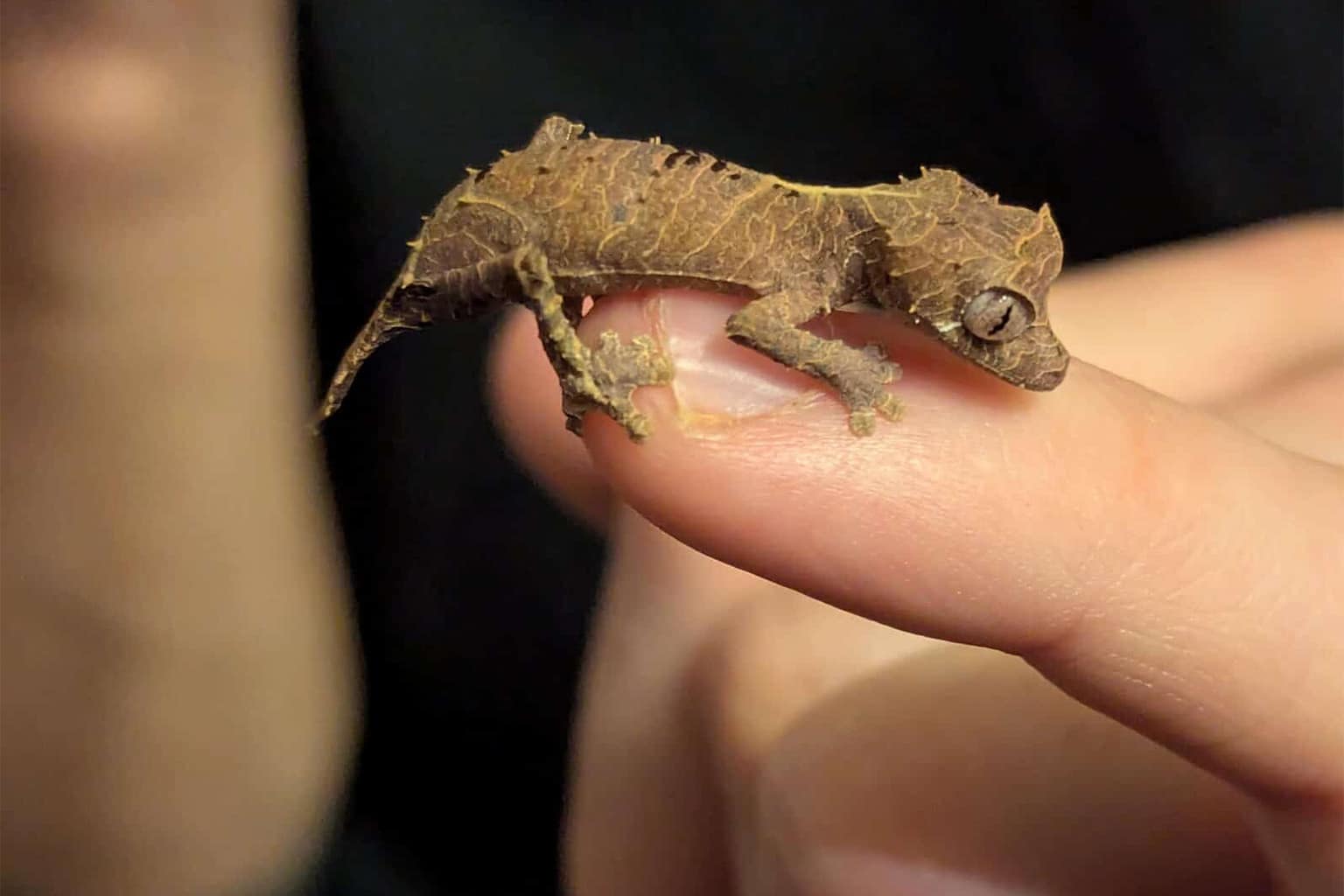 40-image gallery of cute tiny animals you need to see today, featuring standouts like a hummingbird next to a raspberry, a lizard wearing an eggshell helmet, and a baby gecko still curled in its shell.