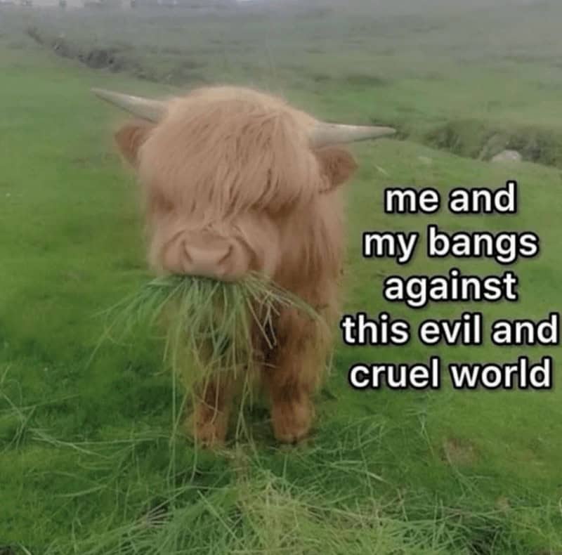 Fluffy highland cow with thick hair covering its eyes and grass in its mouth.