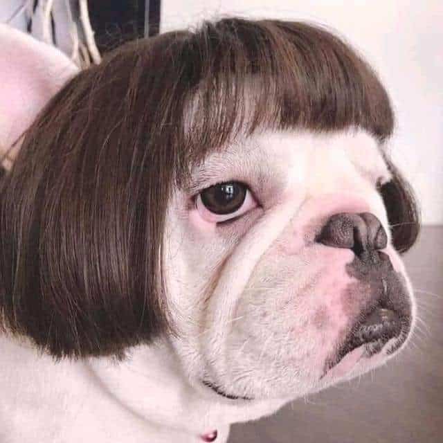 Close up of a white bulldog wearing a brown wig with a blunt bob.