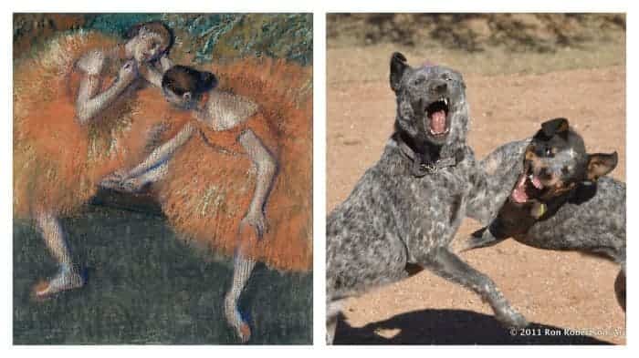 A blueberry muffin in a plastic bag that has a face resembling the chihuahua standing nearby.