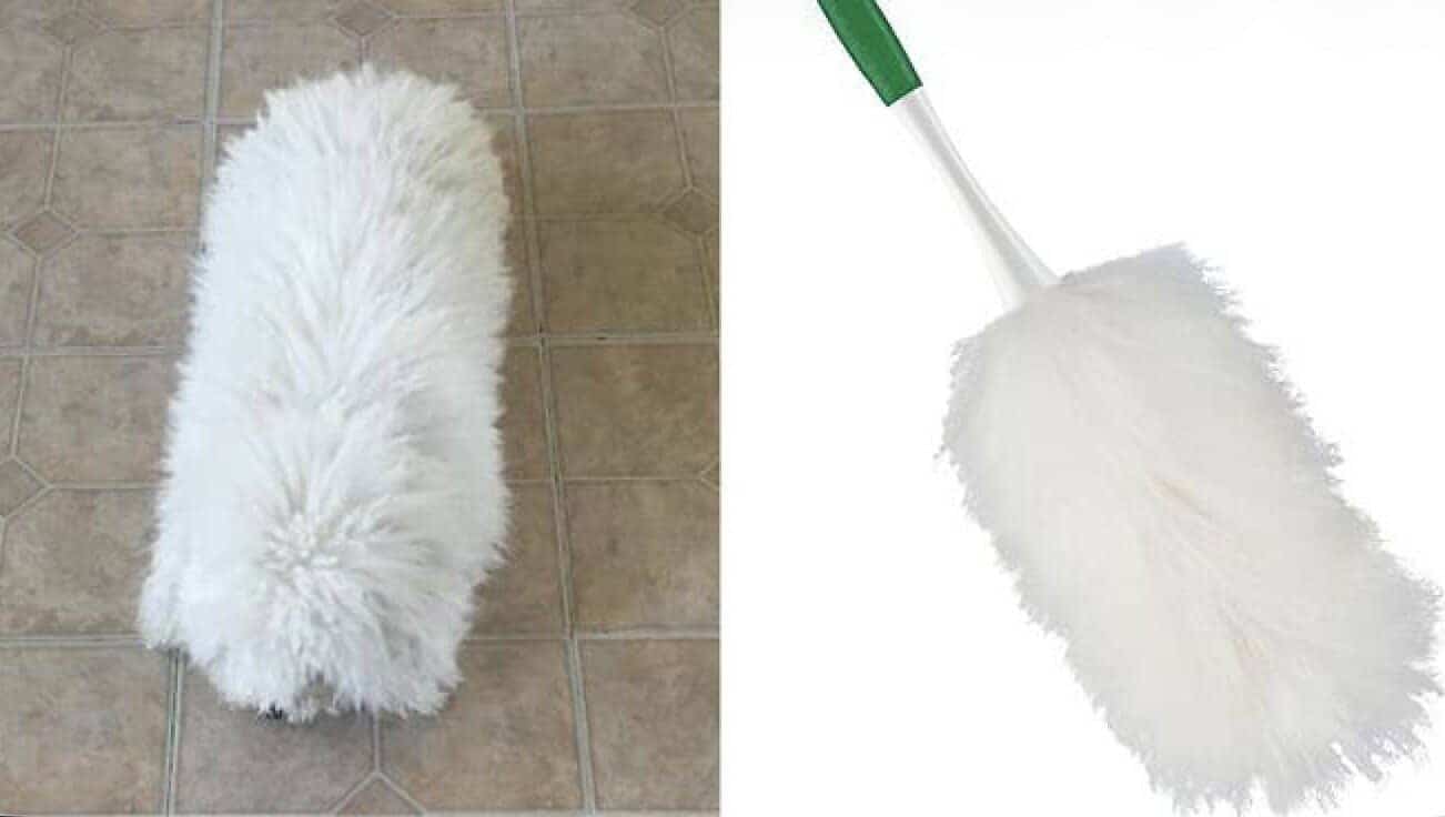 A large dog with a lion-style haircut standing next to a photo of a real lion.