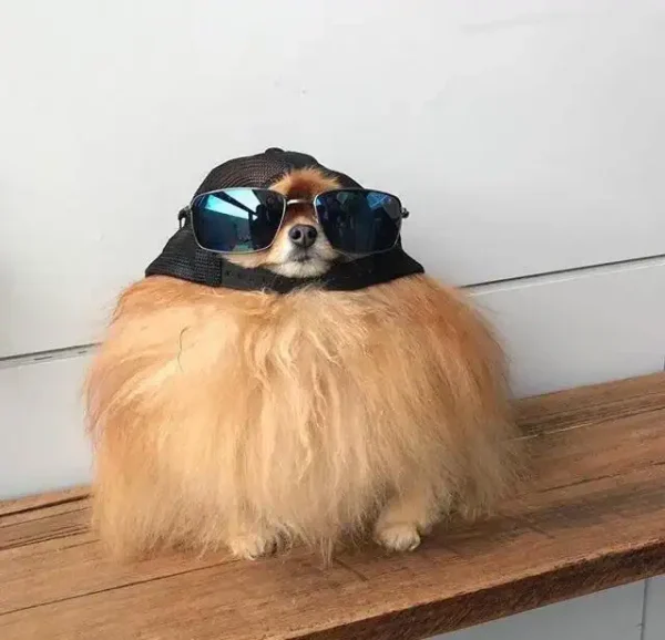 An exceptionally fluffy Pomeranian peeks out from a cloud of tan fur, sporting blue-mirrored sunglasses and a black mesh baseball cap.