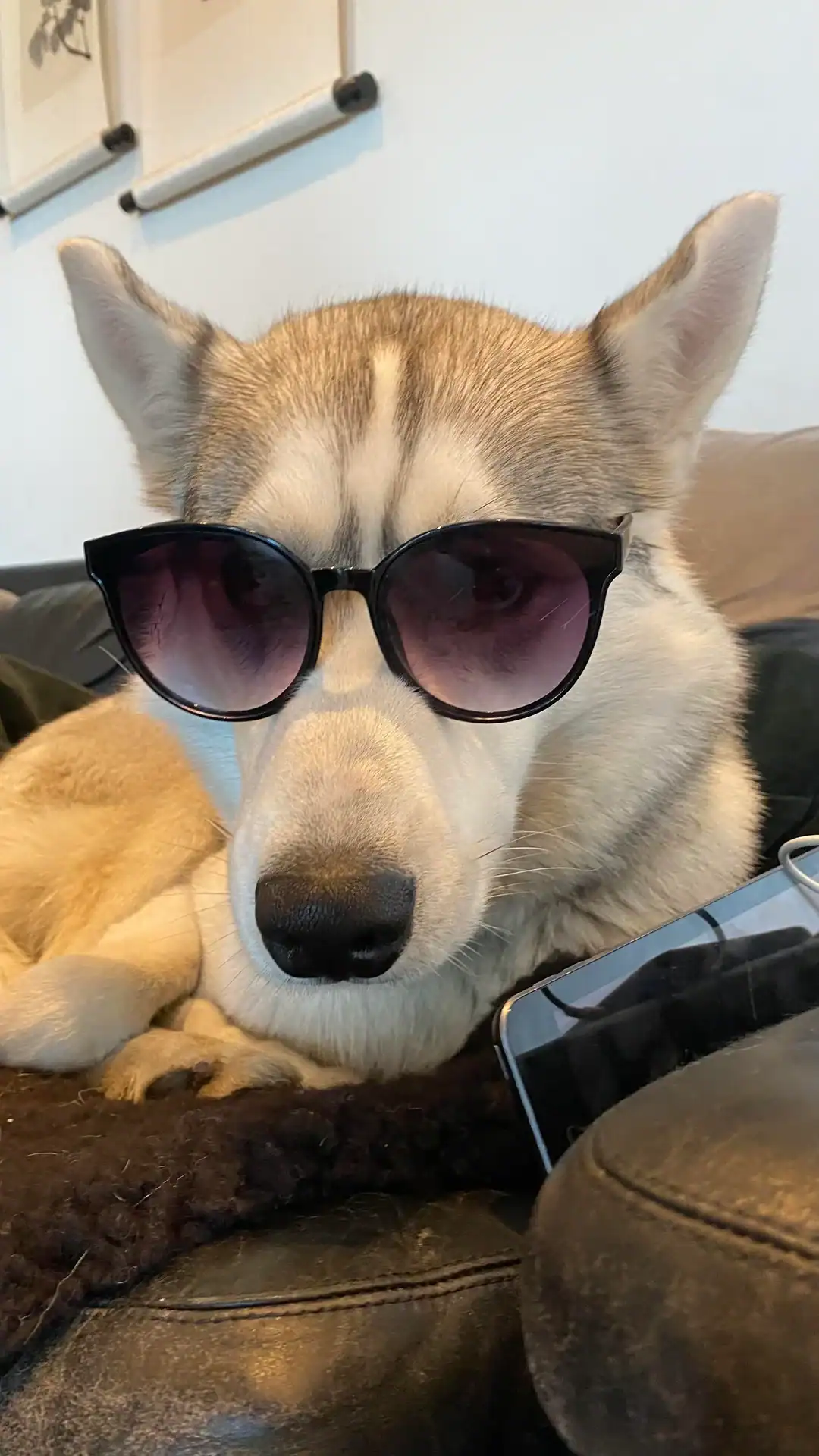 A light-furred husky relaxes on a dark sofa, exuding effortless style in a pair of oversized purple-tinted fashion sunglasses.