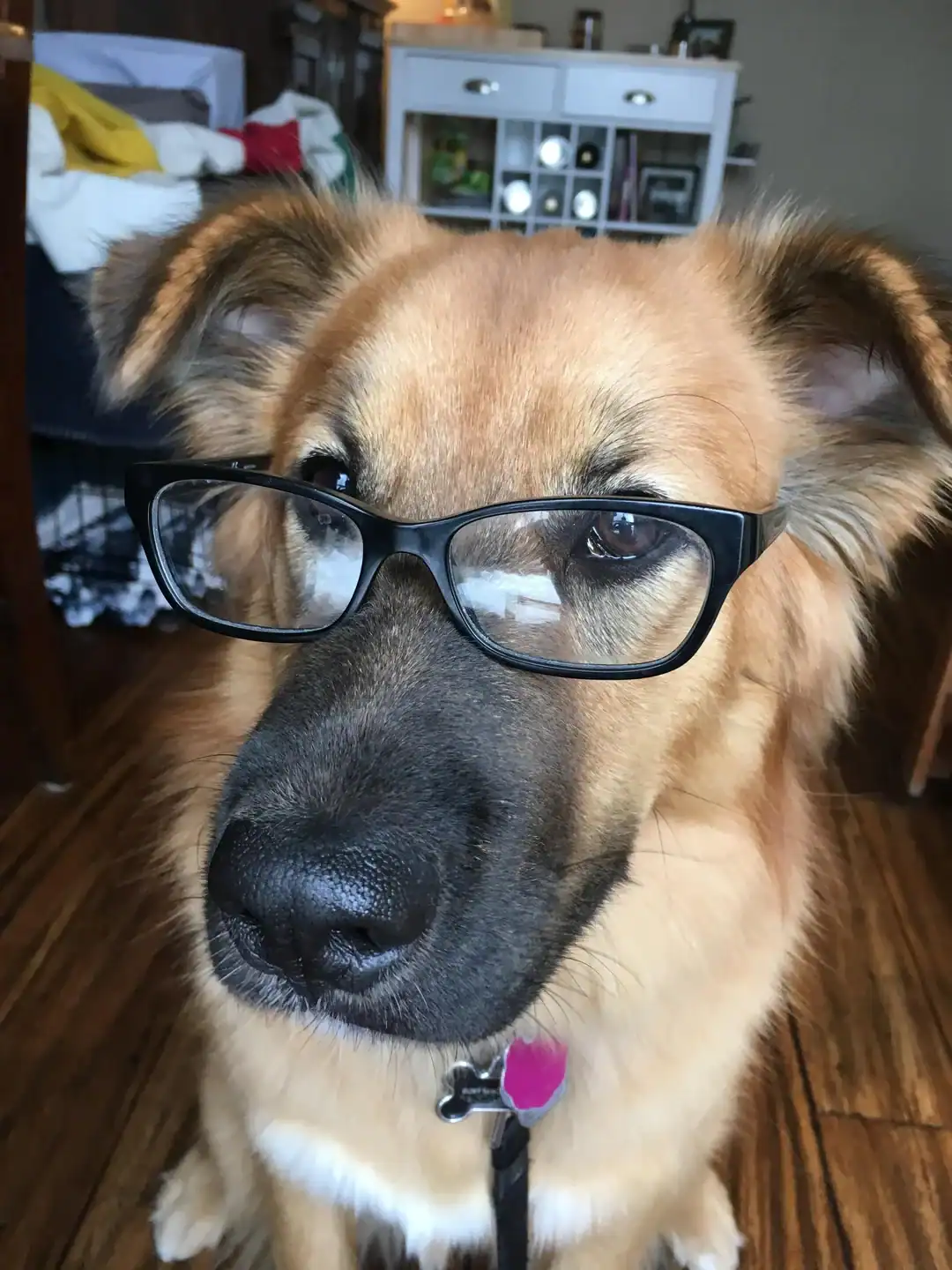 Embodying the "distinguished professor" look, a fluffy tan dog peers intelligently through a pair of thick black-framed spectacles.