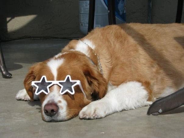 A golden retriever mix takes a well-deserved nap in the sun while rocking a pair of funky white star-shaped sunglasses.