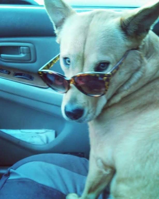 Capturing the ultimate "passenger princess" energy, a light-furred dog gazes out a car window wearing chic tortoiseshell fashion shades.