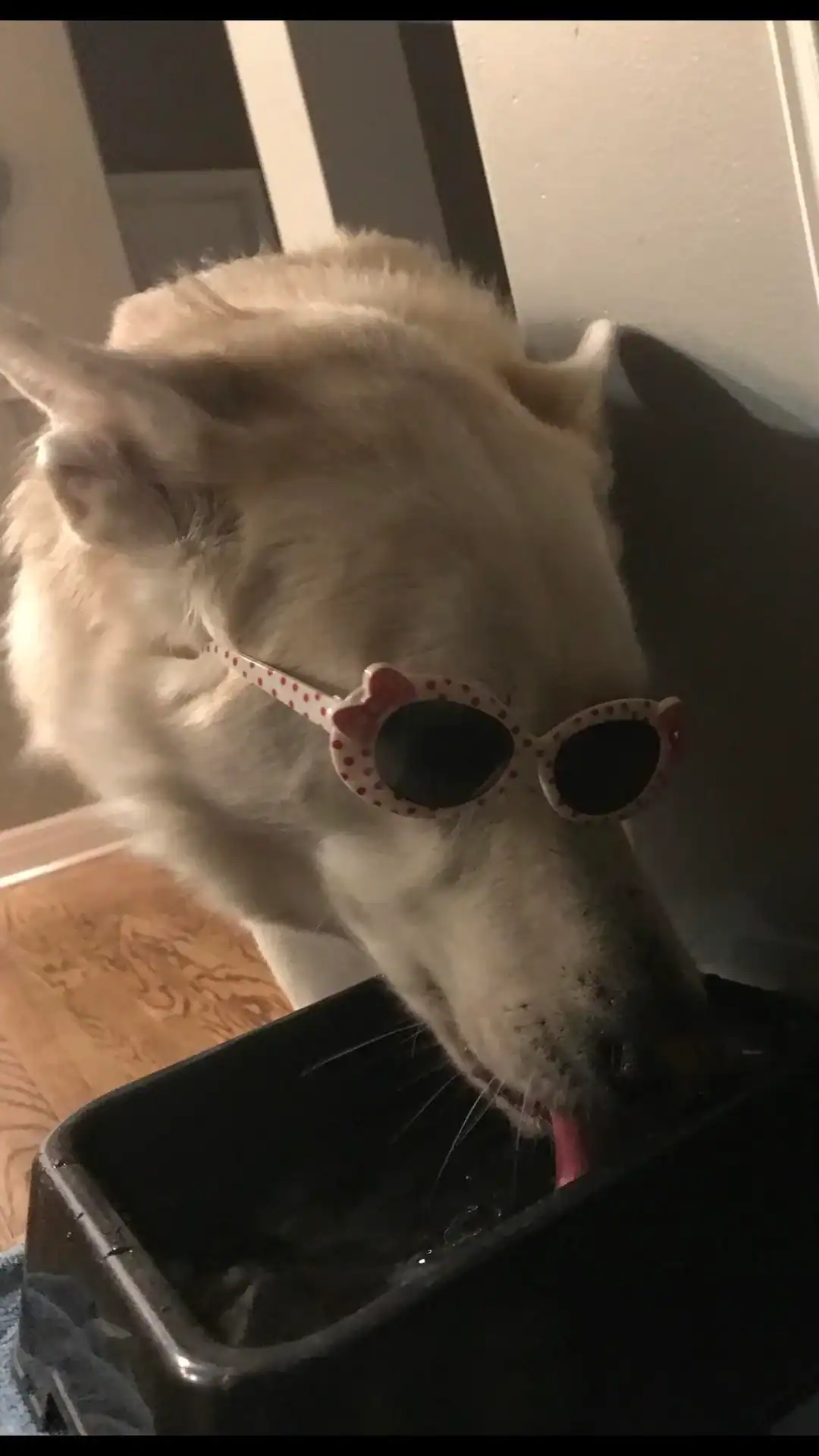 Prioritizing hydration and style, a white shepherd mix laps up water from its bowl while wearing red polka-dot cat-eye sunglasses.