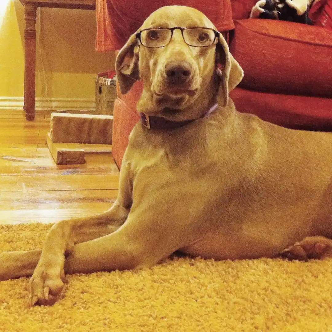 A sleek grey Weimaraner lounges gracefully on a yellow rug, looking ready to audit a tax return in its thin-rimmed reading glasses.