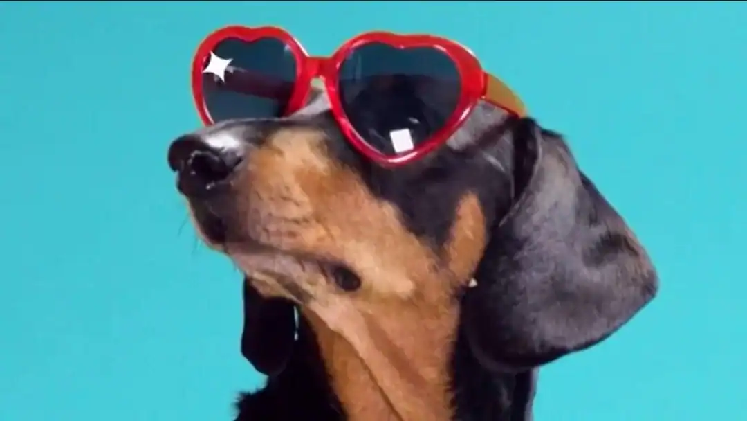 Set against a vibrant blue backdrop, a smooth-haired dachshund strikes a glamorous pose in bright red heart-shaped sunglasses.