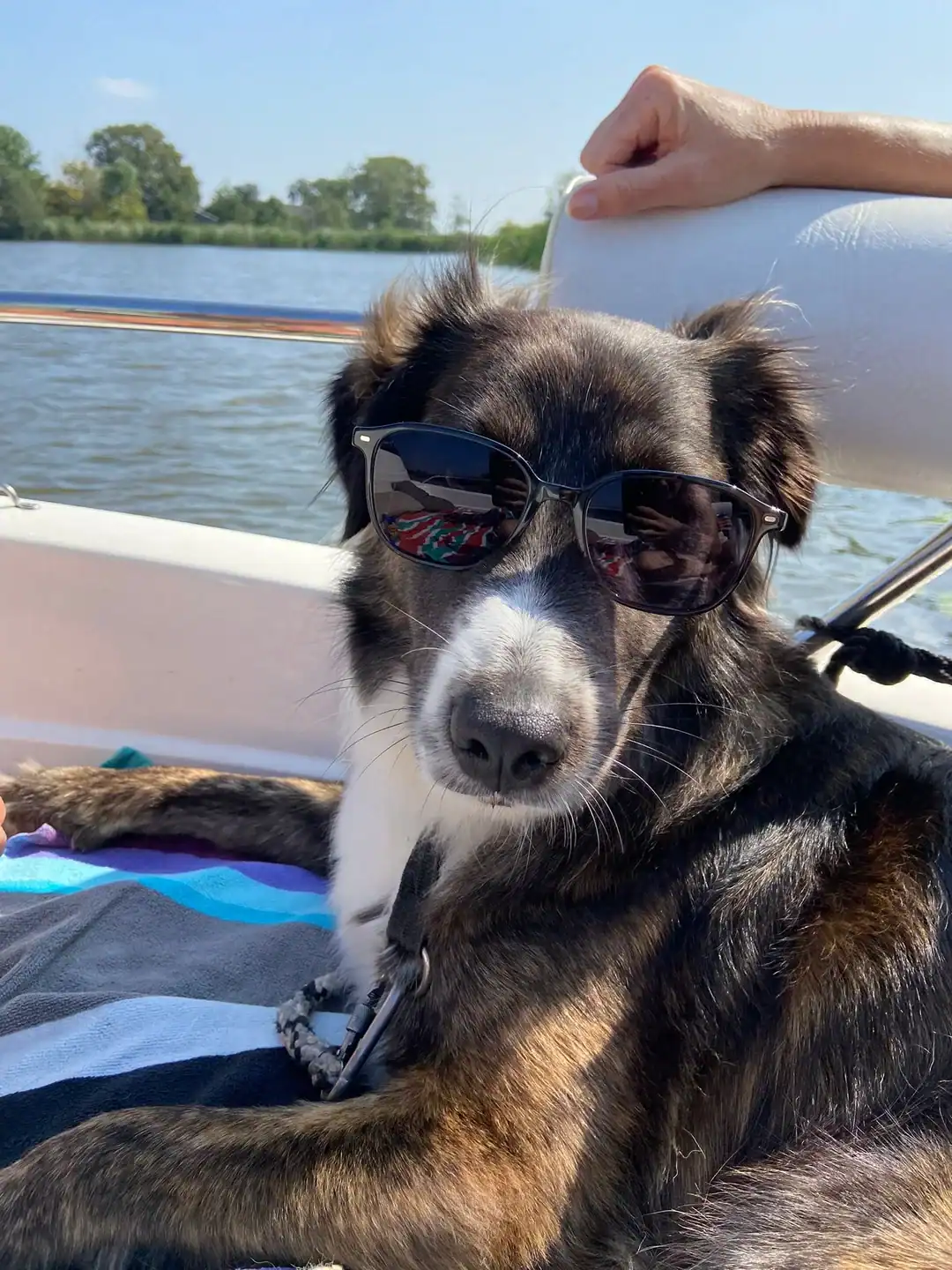 Enjoying a breezy day on the water, a dark brindle dog relaxes on a boat while looking incredibly cool in classic black wayfarer-style sunglasses.