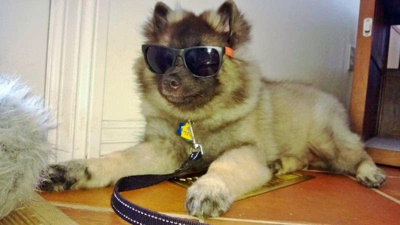 A very fluffy Keeshond mix rests on a tile floor, leaning into its effortless street-style look with a pair of vibrant orange-framed shades.