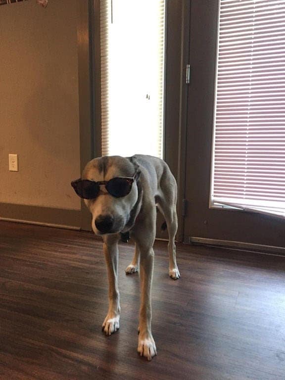 A slender, athletic dog stands in the middle of a living room, looking suspicious yet fashionable in oversized dark sunglasses.