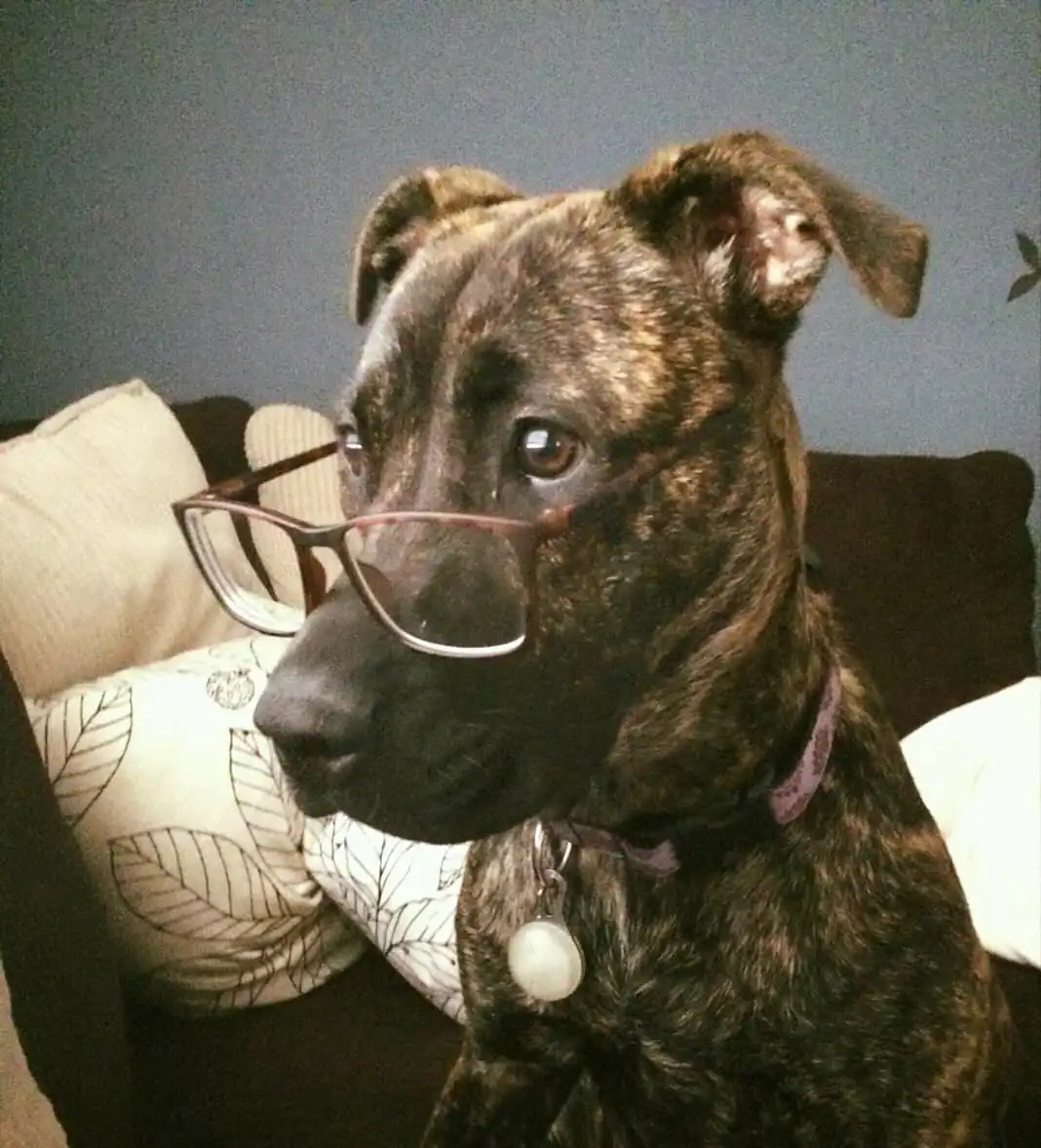 Looking like a studious intellectual, a brindle dog wearing glasses with dark rectangular frames sits stoically on a brown couch.