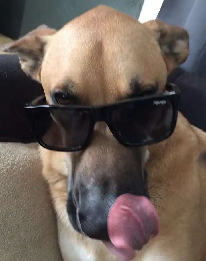 n a perfect candid moment, a tan dog licks its nose with its pink tongue while modeling a pair of sleek, jet-black sunglasses.