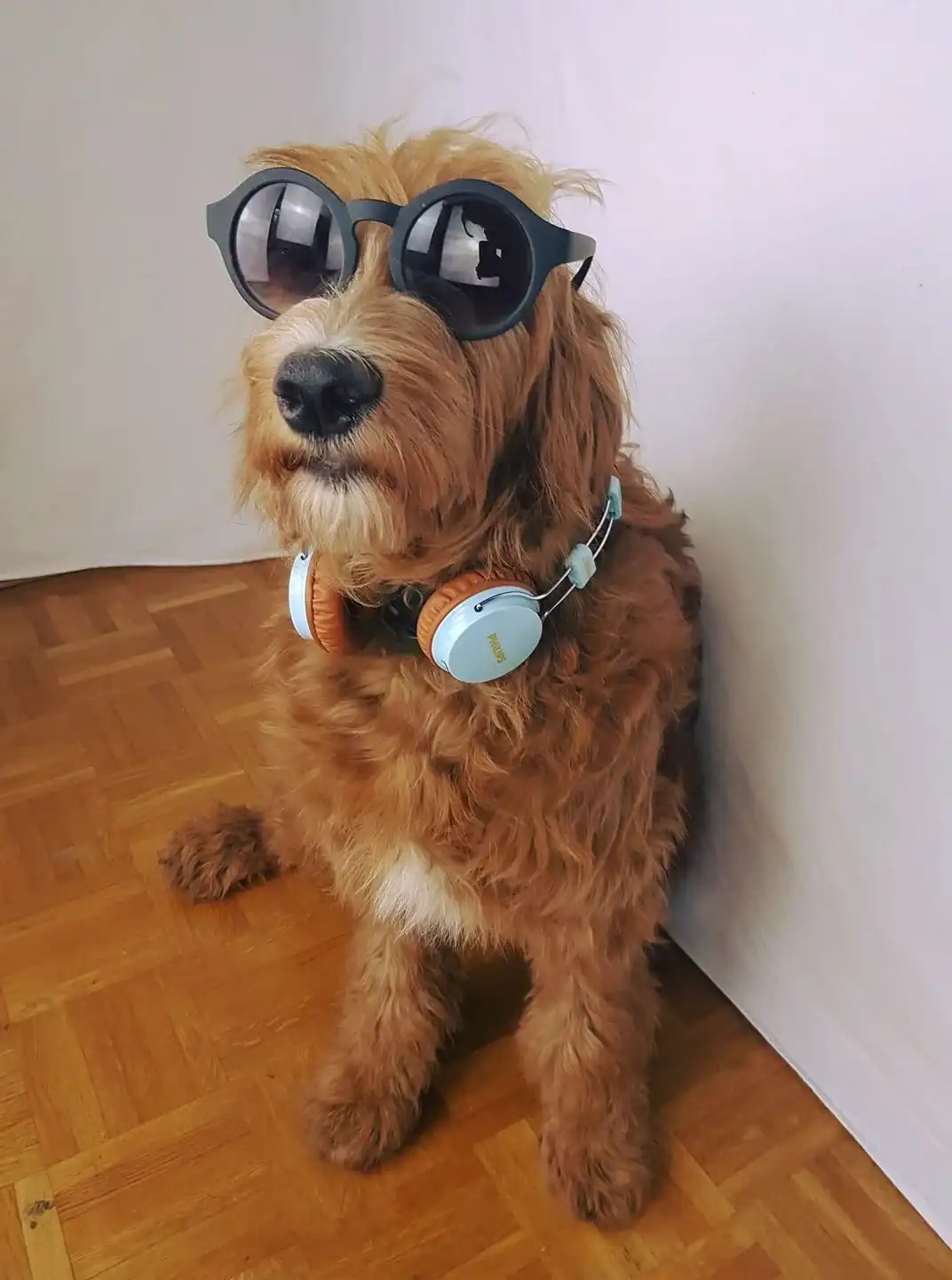 Ready for a summer playlist, a golden doodle sits patiently while wearing oversized round black sunglasses and trendy light-blue headphones around its neck.