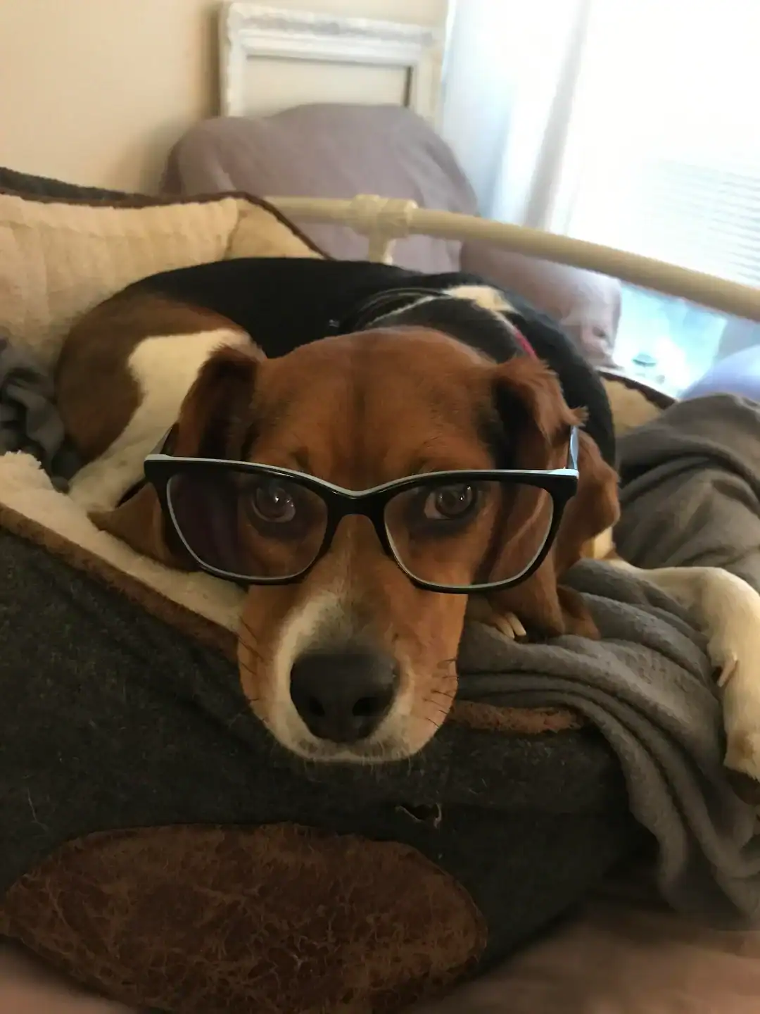 A relaxed brown-and-white hound lounges in a plush pet bed, looking directly at the camera through a pair of sleek black-framed reading glasses.