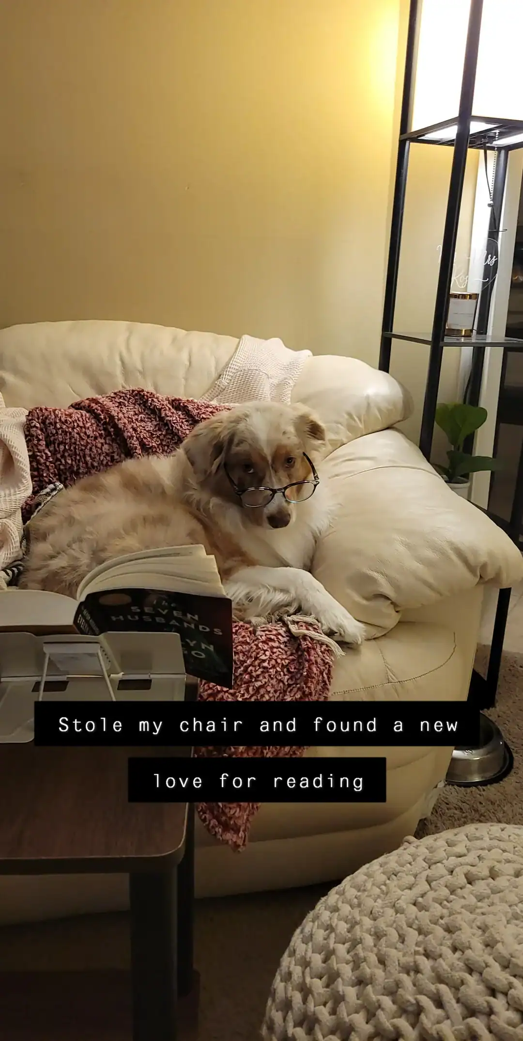 A clever Australian Shepherd mix reclines on a white leather sofa, peerings over its reading glasses at an open book positioned on a nearby stand.
