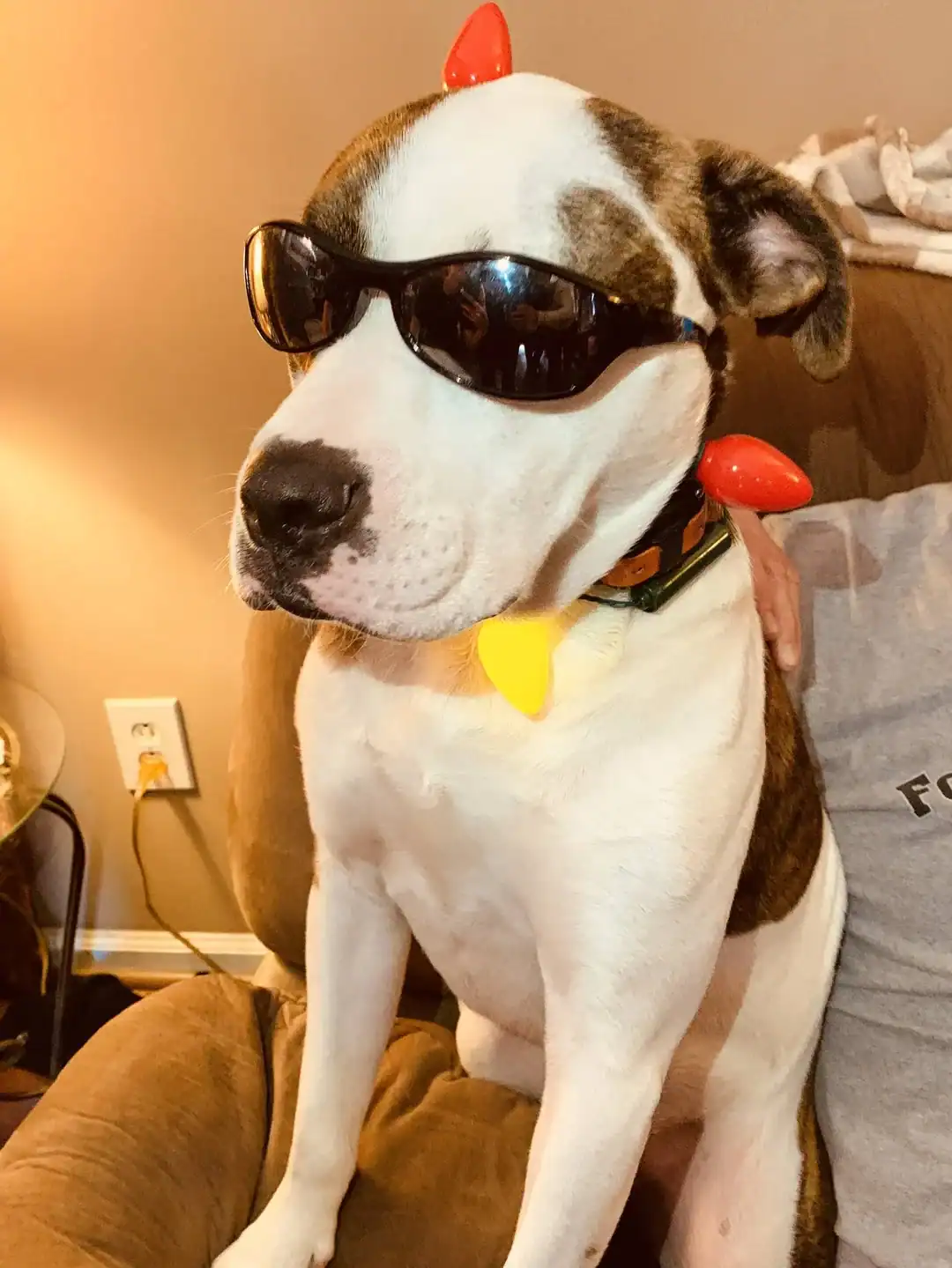 Radiating cool energy, a white-and-brindle dog sits calmly while wearing dark wraparound sports sunglasses and a festive glowing bulb collar.