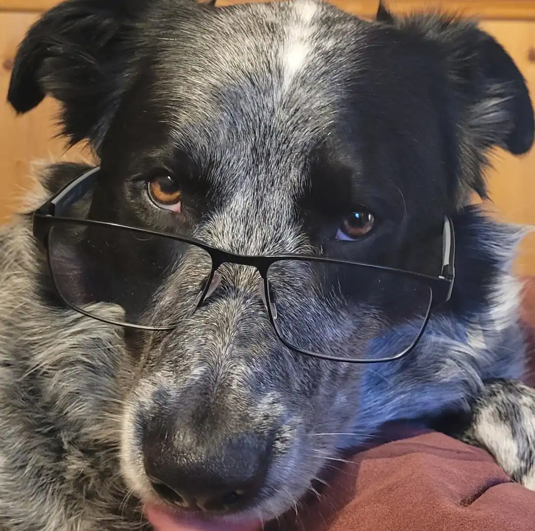 This close-up captures a focused blue heeler wearing thin black rectangular glasses, looking like a professional ready to review some important documents.