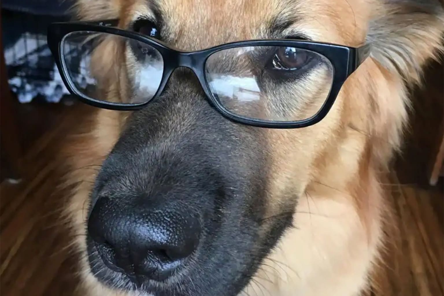 A varied dogs wearing glasses compilation showcasing a fluffy Pomeranian in blue mirrored shades and a baseball cap, an Australian Shepherd mix "reading" a book in spectacles, and a glamorous dachshund sporting red heart-shaped sunglasses.