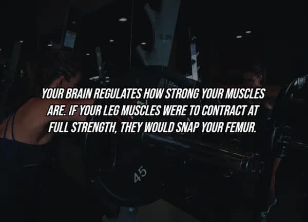 A dark image of a person lifting a heavy barbell in a gym, overlaid with a chilling facts about the human body warning that the brain limits muscle output because a full-strength leg contraction would actually snap your own femur.