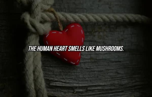 A simple red fabric heart hanging from a weathered rope, overlaid with a bizarre facts about the human body claim that the actual human heart has an earthy scent similar to mushrooms.