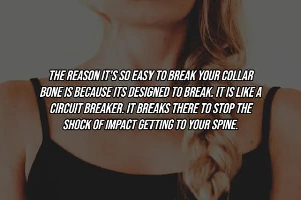 A focused shot of a woman’s neck and collarbone, with a facts about the human body caption explaining that the clavicle is biologically engineered as a "circuit breaker," designed to snap during impact to protect the spine.