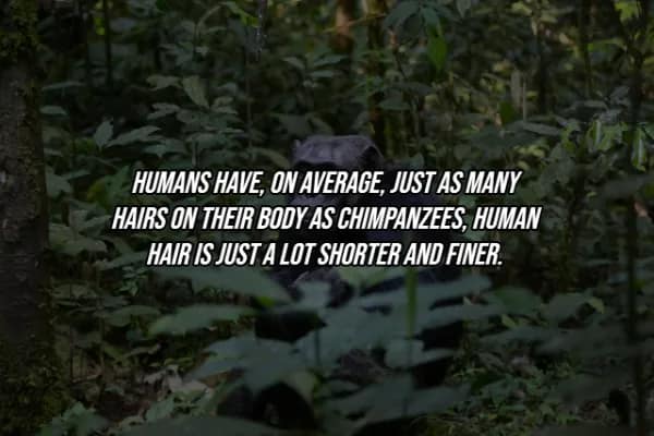 A chimpanzee peering through thick jungle leaves, illustrating a facts about the human body comparison that humans have roughly the same number of body hairs as chimps, ours are just significantly shorter and finer.