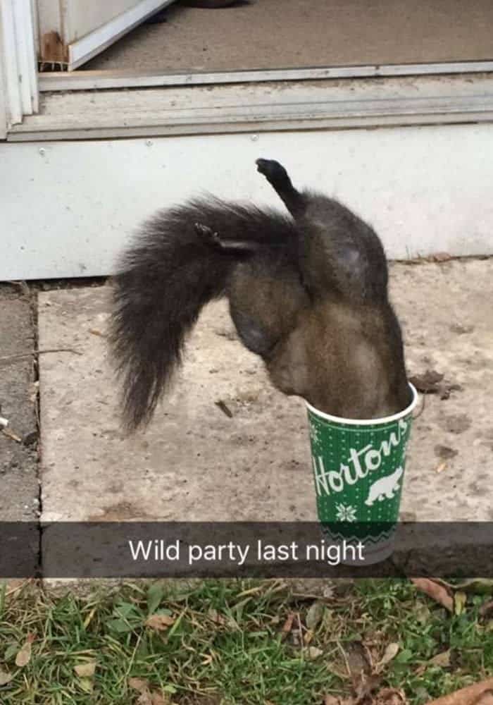 A squirrel head-first in a Tim Hortons coffee cup with a caption about a wild party.