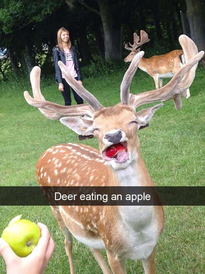 A deer with large antlers looking ecstatic while eating a red apple from a person's hand.