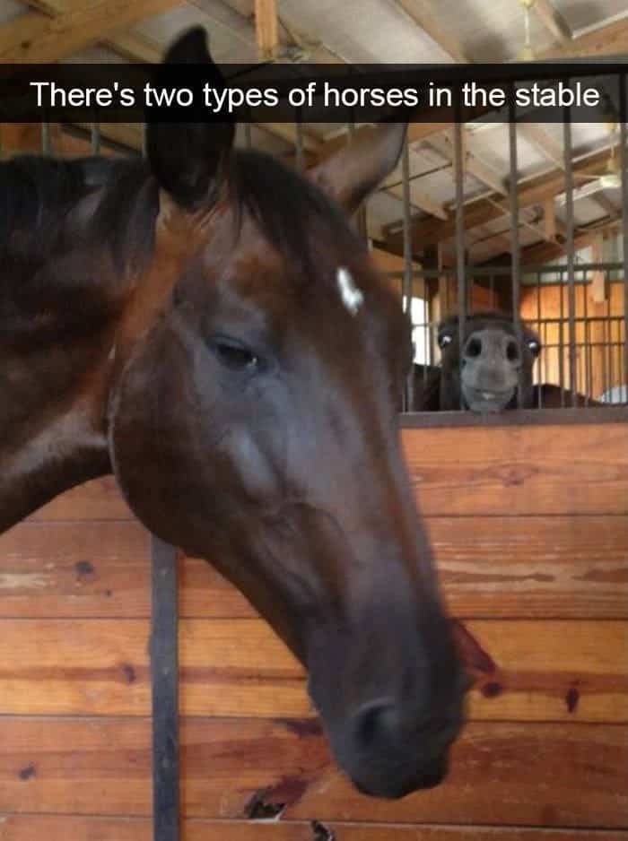 One horse looking majestic while another makes a goofy face through the stable bars in the background.