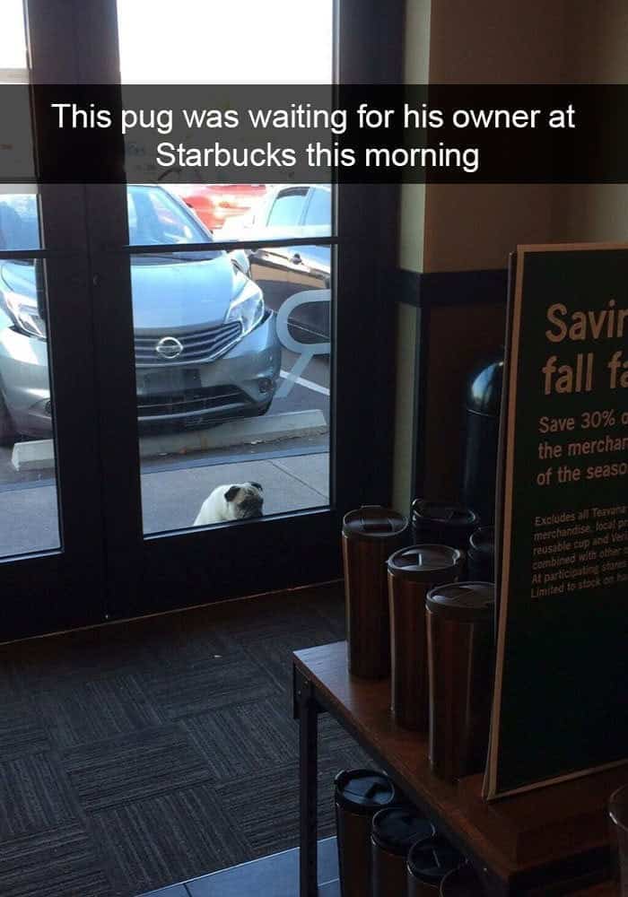 A small pug sitting outside a Starbucks glass door looking longingly inside for its owner.