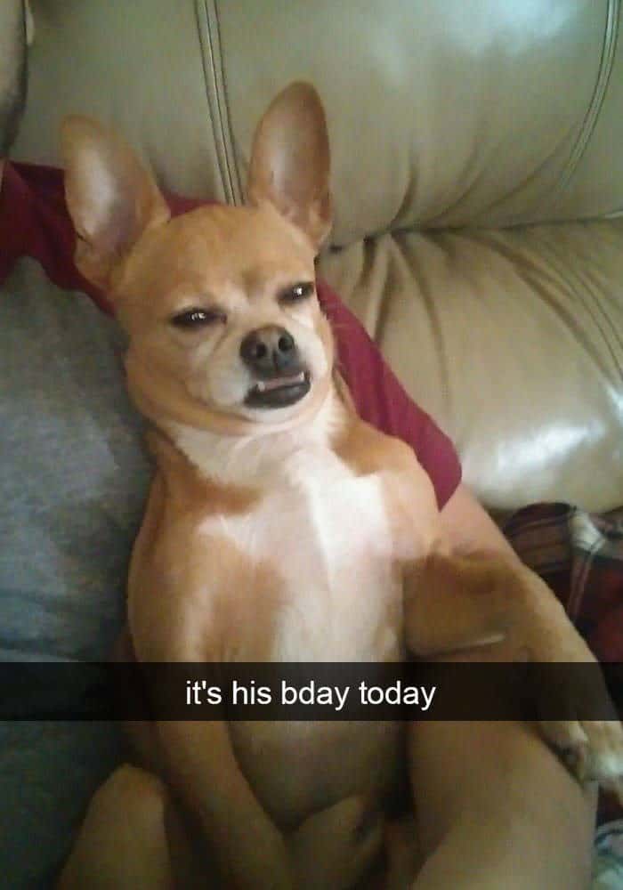 A grumpy looking chihuahua reclining on a couch with a caption stating it is his birthday.