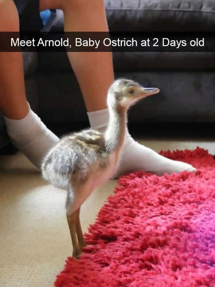 A very young baby ostrich named Arnold standing on a carpet near a person's feet.
