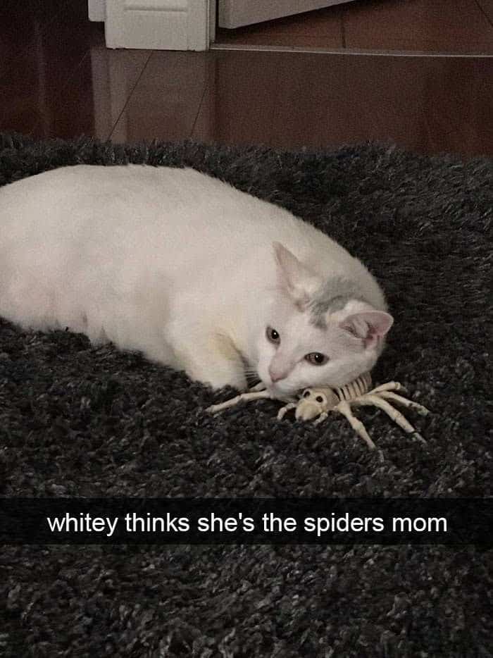 A white cat lying on a rug protectively cuddling a small plastic spider skeleton toy.