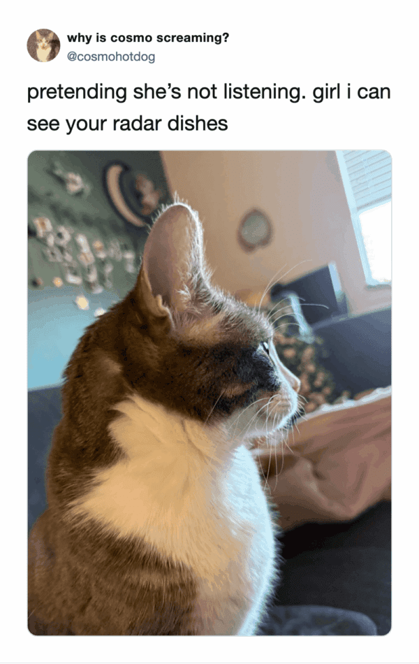 funny cat meme shared as a tweet showing a side profile of a tabby and white cat with a massive, satellite-dish-sized ear standing straight up. The caption calls her out for pretending not to listen while her "radar dishes" are clearly active.