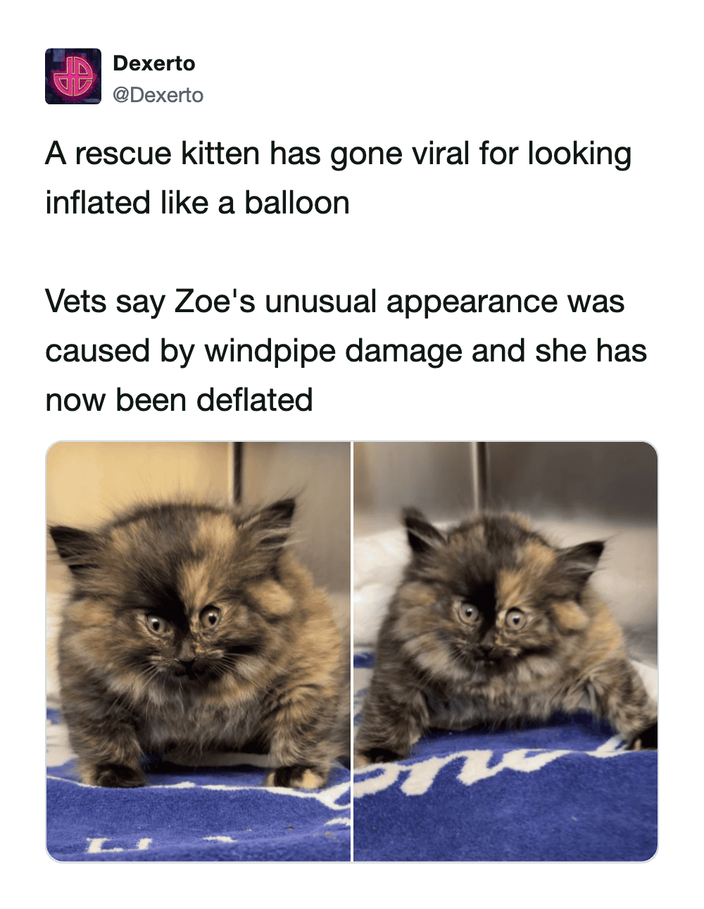viral news-style funny cat meme from Dexerto showing "Zoe," a rescue kitten who looked like a round, fluffy balloon due to a medical condition. The post fortunately notes that she has since been safely "deflated" by vets.