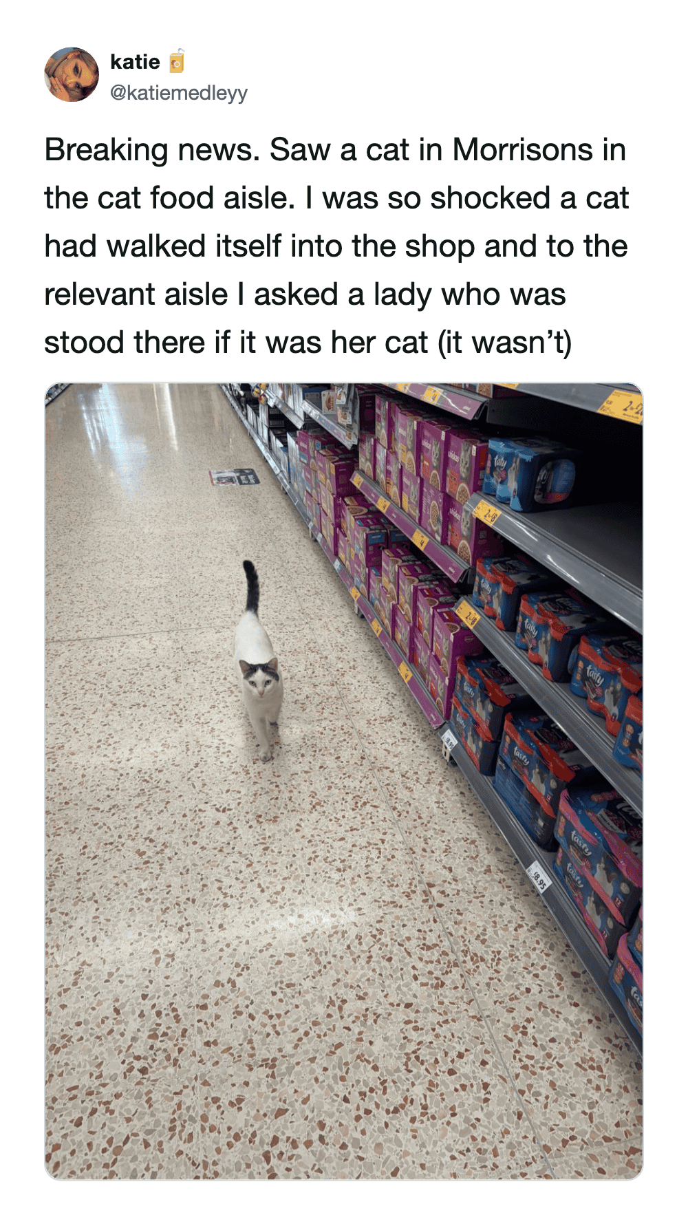 funny cat meme featuring a tweet about a cat that walked into a Morrisons grocery store and headed straight for the cat food aisle. The photo shows the white-and-grey cat strolling confidently past rows of "Whiskas" boxes.