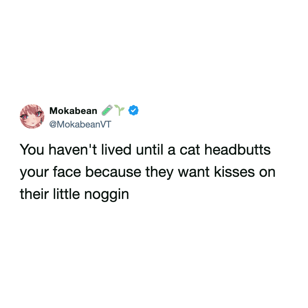 sweet and simple funny cat meme tweet describing the peak of the human-feline experience: when a cat headbutts your face because they want a kiss on their little noggin.