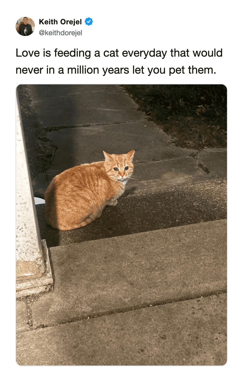 A poignant funny cat meme tweet defining love as the act of feeding a neighborhood cat every single day even though they would never, in a million years, let you pet them. The image shows a skeptical ginger tabby on a concrete porch.