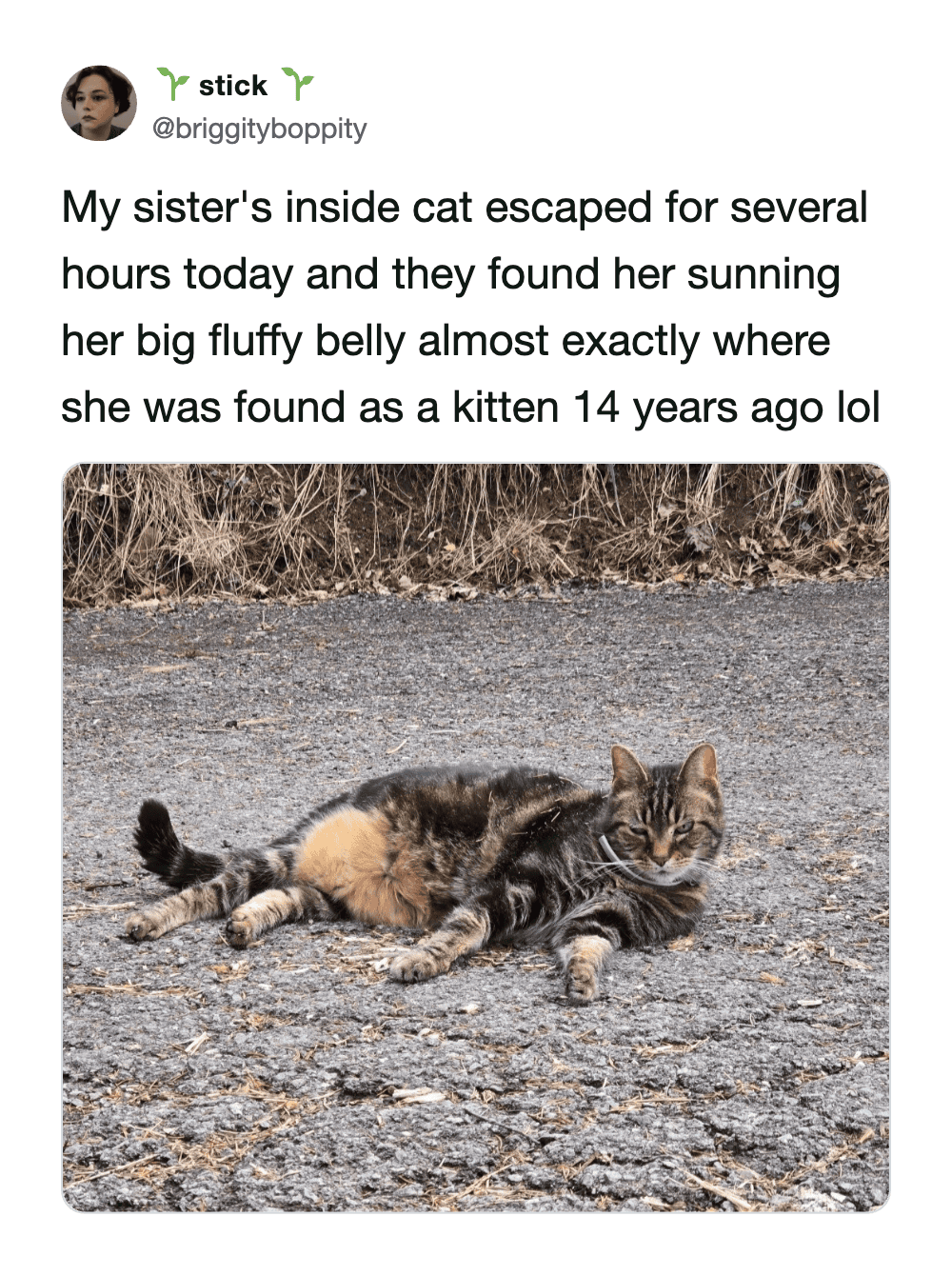 This full-circle funny cat meme tells the story of an indoor cat that escaped for hours, only to be found sunning her fluffy belly on the pavement in the exact spot she was rescued as a kitten 14 years ago.